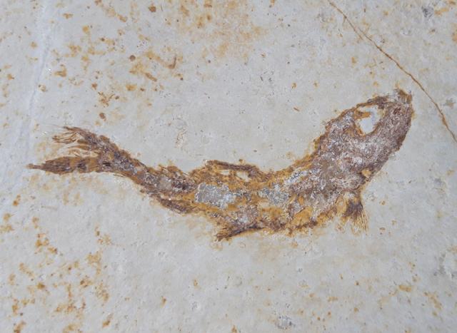 Leptolepides sprattiformis (BLAINVILLE 1818) - Bild © FossNet FossilienStore